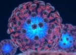 Ученые научились выращивать хрящ из собственных стволовых клеток человека